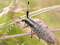 Agapanthia villosoviridescens